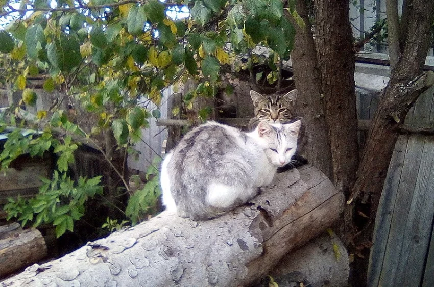 Daruji kočičku či kocoura