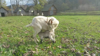 Koza s kůzletem