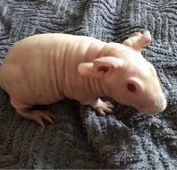 Prodám skinny morče