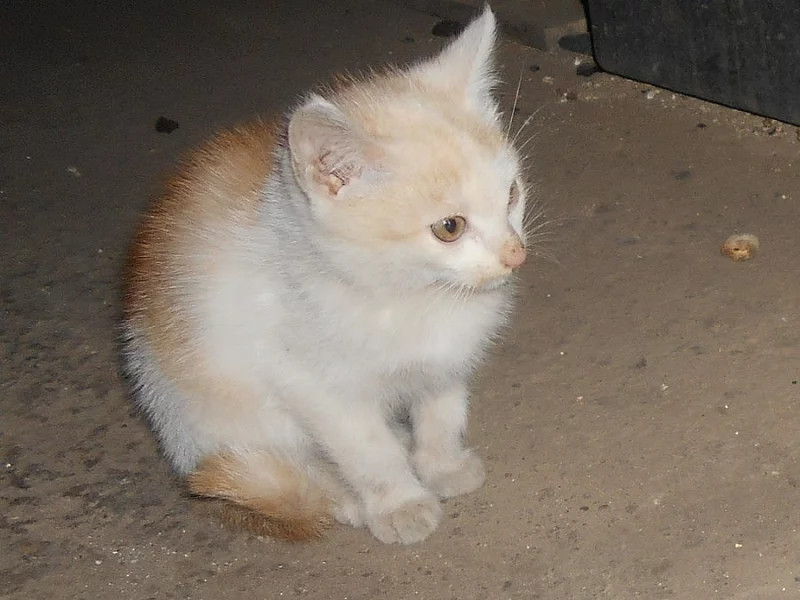 Zrzavo-bílé kotě