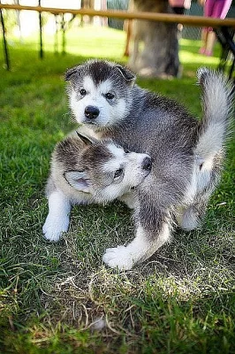 Domácí chovaný sibiřský husky