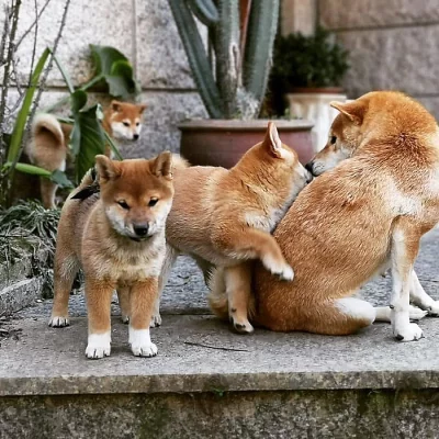 Shiba-Inu štěňata na prodej