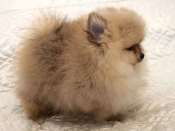 Německý špic,Pomeranian