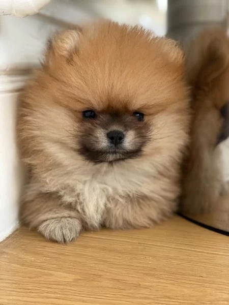 Německý špic,Pomeranian