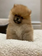 Německý špic,Pomeranian