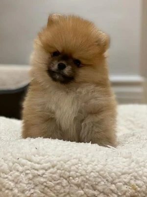 Německý špic,Pomeranian