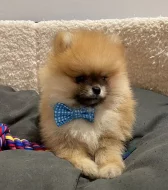 Německý špic,Pomeranian