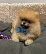 Německý špic,Pomeranian