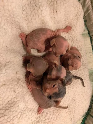Kanadský sphynx