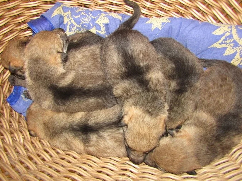 Československý vlčák - štěňátka