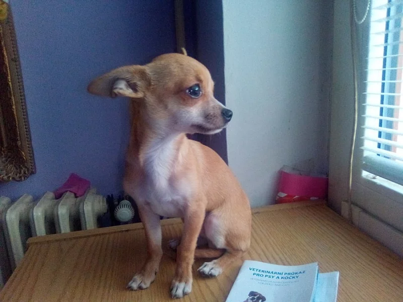 Celozlatý čtyřměsíční psík-krátkosrstá Čivava/Chihuahua