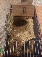 Zakrsly kralik samice