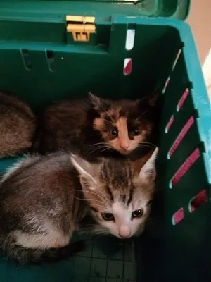Nabízím koťata nar. v září , jen vážnému zájemci