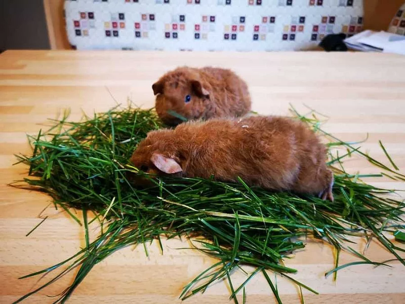 US Teddy - mláďata