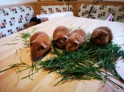 US Teddy - mláďata