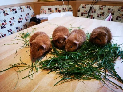 US Teddy - mláďata