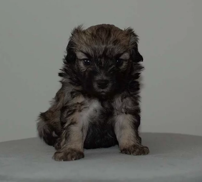 Lvíček-šteňátka