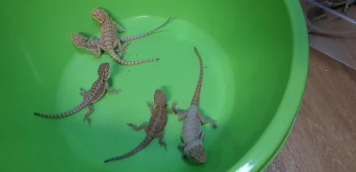 Agama vousata