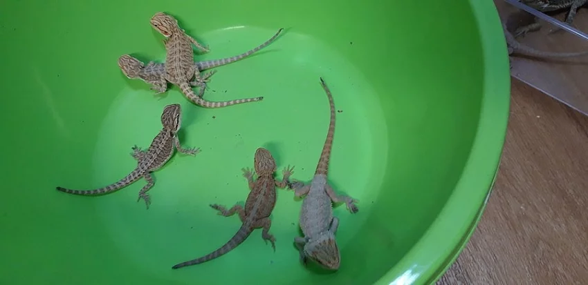 Agama vousata