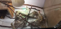 Agama vousata
