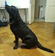 Nabízím ke krytí čistokrevného labradorského retrívra bez PP