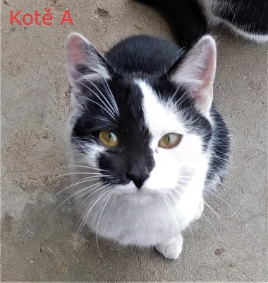 Daruji dvě koťátka a kocourka