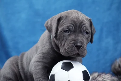 Americký bandog