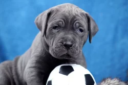 Americký bandog