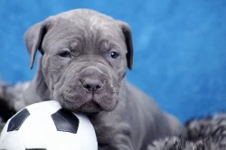 Americký bandog