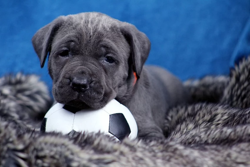 Americký bandog