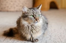 Kočička k adopci