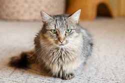 Kočička k adopci