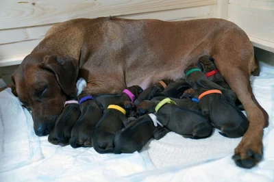 Rhodéský Ridgeback