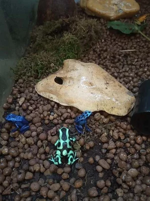 Pralesnička batiková (Dendrobates auratus)