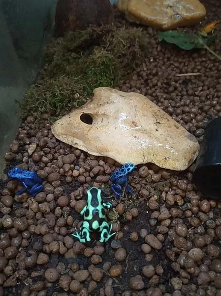 Pralesnička batiková (Dendrobates auratus)