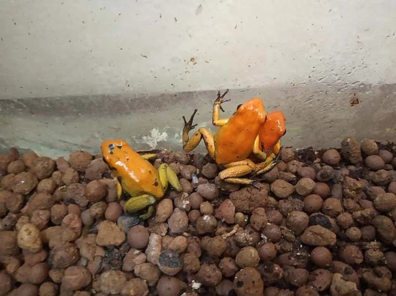 Pralesnička strašná (Phyllobates terribilis)