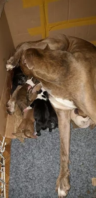 Americký pitbulteriér - štěnátka