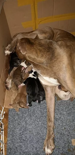 Americký pitbulteriér - štěnátka