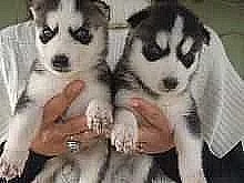 zdravá štěňátka sibiřského husky
