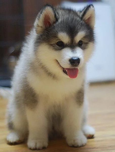 zdravá štěňátka sibiřského husky