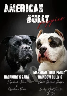 American Bully