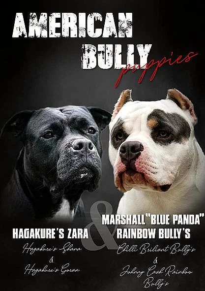 American Bully