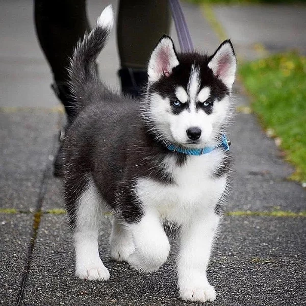 Sibiřský husky – 6 štěňátek s PP