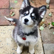 Sibiřský husky – 6 štěňátek s PP