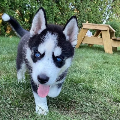 Sibiřský husky – 6 štěňátek s PP
