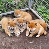 Krásné Shiba-inu štěňata na prodej.