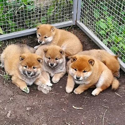 Krásné Shiba-inu štěňata na prodej.
