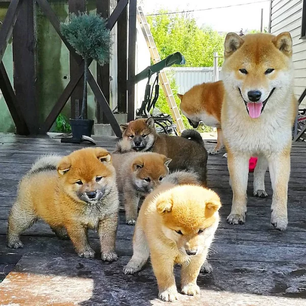 Krásné Shiba-inu štěňata na prodej.