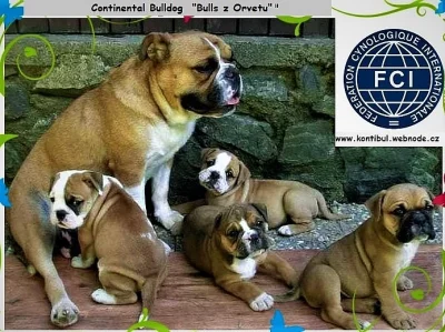 Kontinentální buldok-Continental bulldog s PP FCI