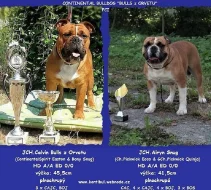 Kontinentální buldok-Continental bulldog s PP FCI